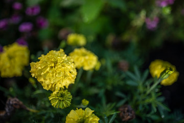 Yellow flower dew
