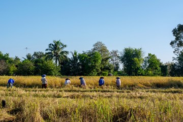 Thai farmers are working in rice fields./Thai farmers help in harvesting. / Which is the culture of the Thai people. / When someone has a job on the farm, it will help.