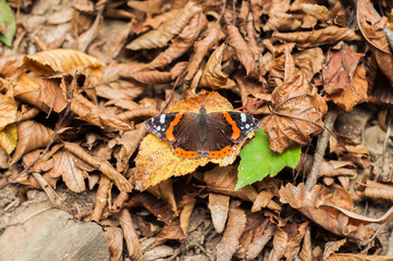 Butterfly standing on fallen brown leaves in autumn