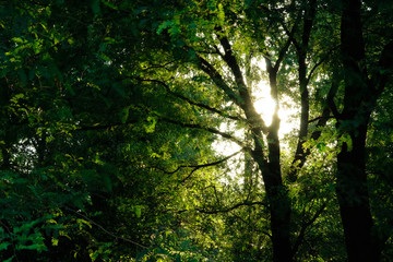 sun in the forest