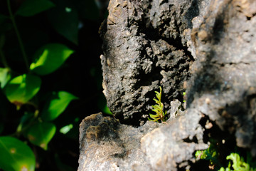 moss on tree