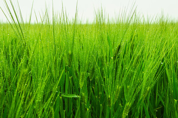 Wheat green field after rain