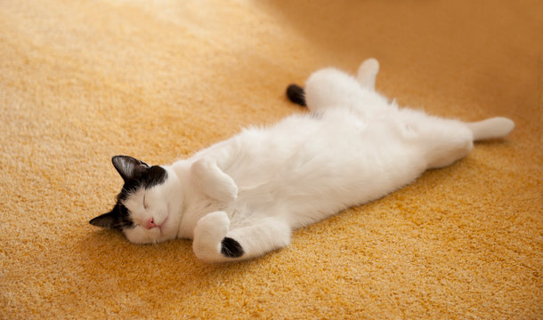 Katze fl&auml;tzt sich auf dem Boden