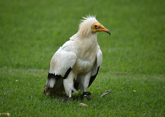 alimoche