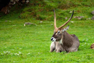 Un Addax reposando en la hierba