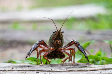 Procambarus clarkii, red swamp crayfish, Louisiana crayfish
