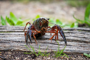 Procambarus clarkii, red swamp crayfish, Louisiana crayfish