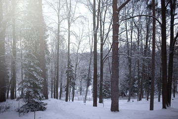 Winter landscape, beautiful snowy scene in the forest