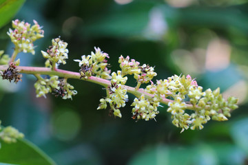 flower mango