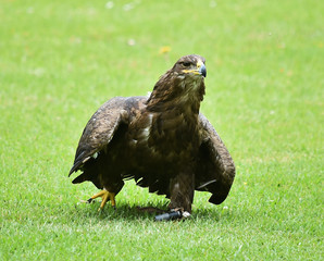 aguila