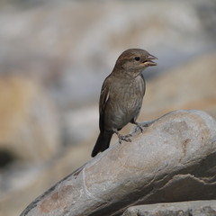 Sparrow on a stone