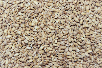 wheat natural organic food close up background