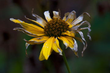 Heliopsis, wilted yellow flower head in autumn