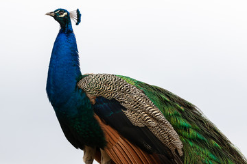 Colourful plumage of a peacock isolated against a white background