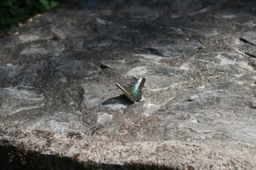 butterfly on rock