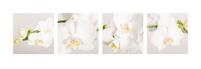 Fotocollage von 4 Orchideenbildern, ideal zur Gestaltung Ihrer Wand