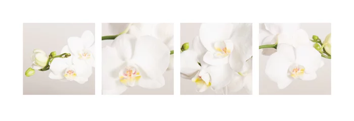Plexiglas foto achterwand Fotocollage von 4 Orchideenbildern, ideal zur Gestaltung Ihrer Wand © heike114