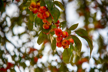 Many red paradise apples on the branch