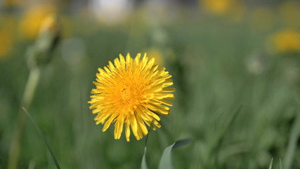 Yellow_Dandelion_Flower_in_Green_Field