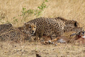 Cheetahs with impala kill