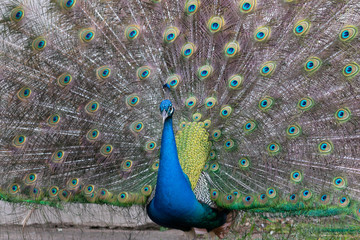 Obraz premium Pranking male peacock