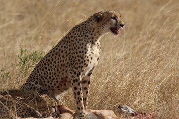 Cheetahs with impala kill