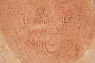 Baumstamm Querschnitt mit Jahresringen - Holz Hintergrund natürlich