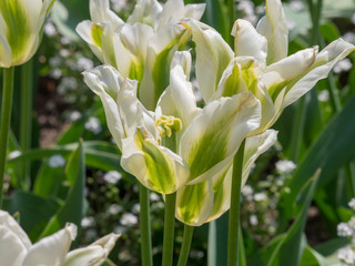La Tulipe à fleur de lys 'Greenstar' aux pétales étoilées, effilées et recourbées, flammées de vert et blanc