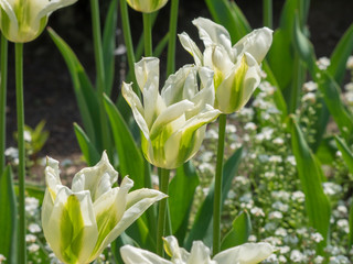La Tulipe à fleur de lys 'Greenstar' aux pétales étoilées, effilées et recourbées, flammées...