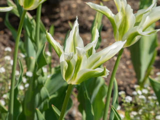 La Tulipe à fleur de lys 'Greenstar' aux pétales étoilées, effilées et recourbées, flammées...
