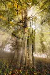 Fototapeten Fallen foggy forest. picturesque beech forest. autumn foggy morning  © sergnester