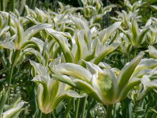La Tulipe à fleur de lys 'Greenstar' aux pétales étoilées, effilées et recourbées, flammées...