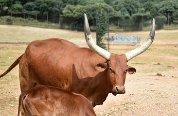 animal con grandes cuernos