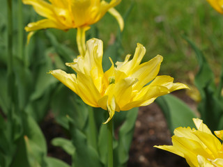 La Tulipe à fleur de lys 'yellow spider' aux pétales de forme araignée de couleur jaune vif.