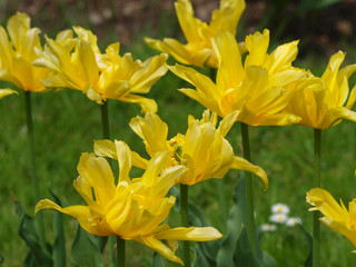 La Tulipe à fleur de lys 'yellow spider' aux pétales de forme araignée de couleur jaune vif.
