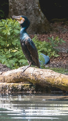 Smartphone HD wallpaper of cormorant standing on a tree besides the water