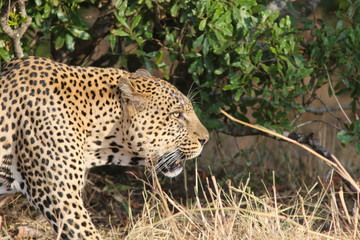 Leopard in the Masai Mara