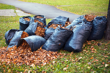 Yellow and brown foliage is collected in several black plastic garbage bags and scattered on the...