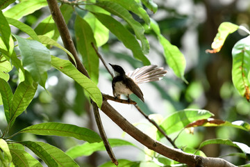 Malaysian pied fantail
