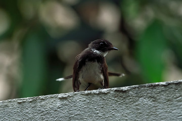 Malaysian pied fantail