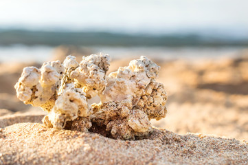 Seashell on sea beach. Close up.