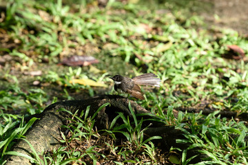 Malaysian pied fantail