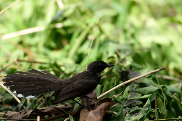 Fototapeta premium Malaysian pied fantail