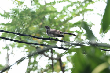Malaysian pied fantail
