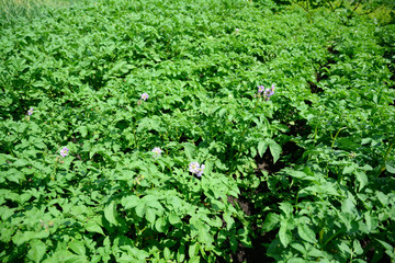Fototapeta na wymiar Blue flowers of potato plant. Potato flowers blooming in the potato field