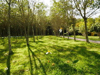 plant and flower in the park
