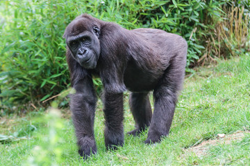 Gorille mâle