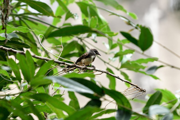 Malaysian pied fantail