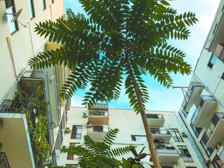 Fototapeta na wymiar A shot of a high-rise building and beautiful green tree from the bottom up against the sky