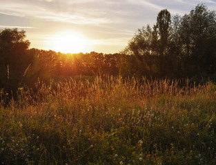 Beautiful plant background at sunset. Hot sun rays on a radiant clearing of the orange sky